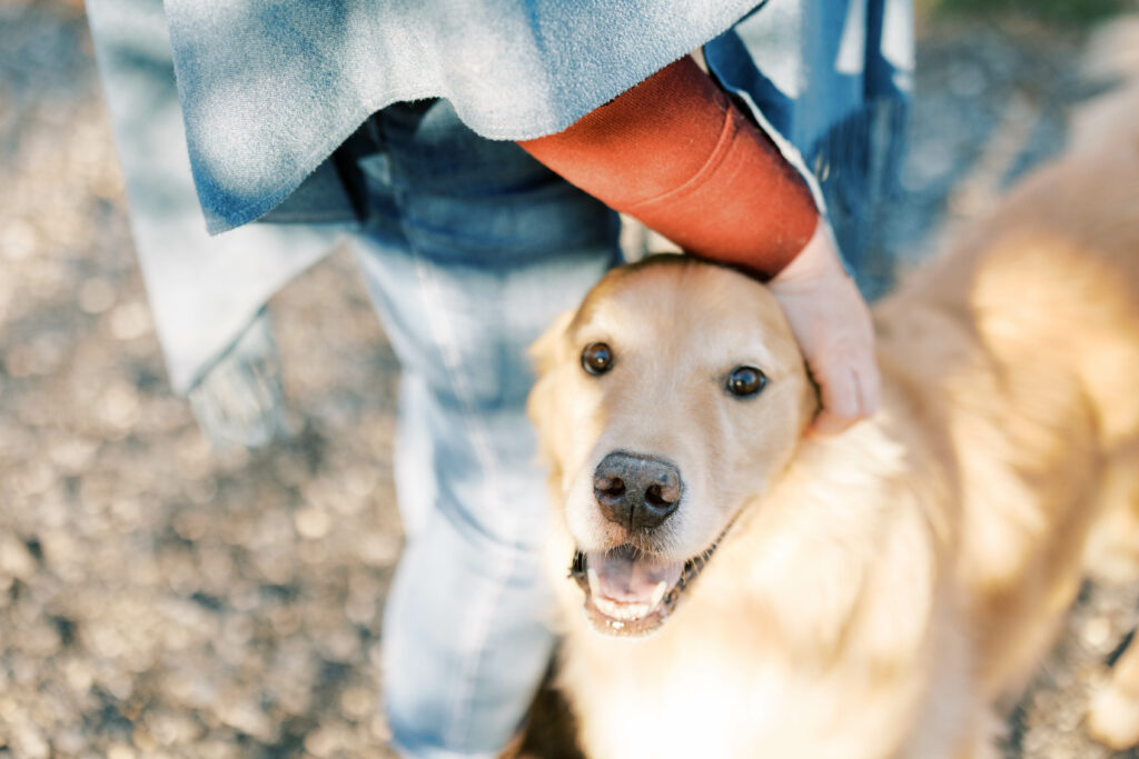 photo of a very handsome golden retriever